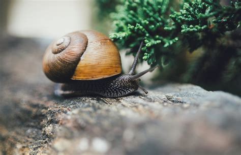 Animal Snail Hd Wallpaper