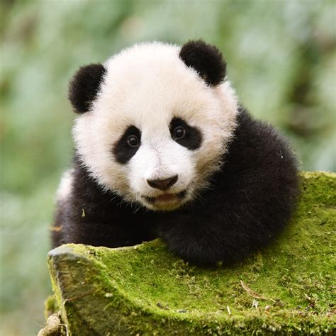 How To Help Captive Giant Pandas Return Into The Wild Cgtn