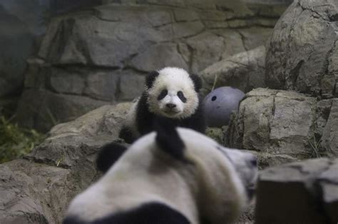 Giant Panda Cub Bao Bao Takes Bow In D C
