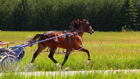 Standardbred Horse Back To Basics Horsy Land All About Horses