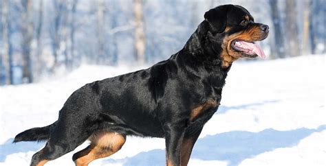 Mum and dad can both be seen as we own both parents. Rottweiler Puppies For Sale - Rottweiler Breed Profile ...