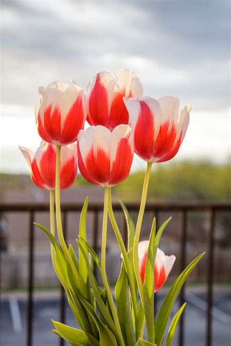 43 Gambar Bunga Tulip Mekar Yang Wajib Diketahui Informasi Seputar