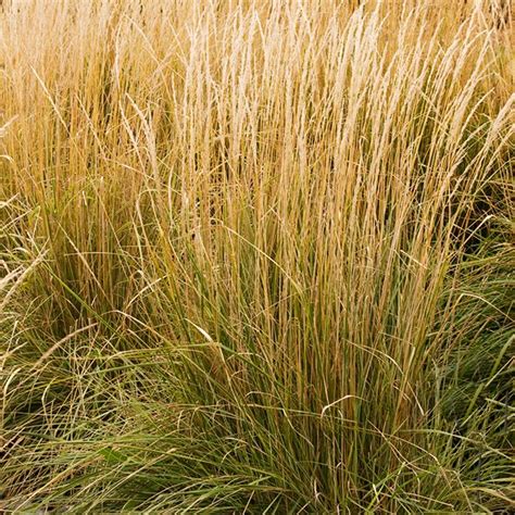 Variegated Reed Grass Is A Medium Sized Ornamental Grass That Forms A