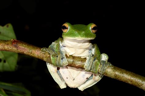 Huge Green Flying Frog Discovered In The Lowland Forests Of Vietnam