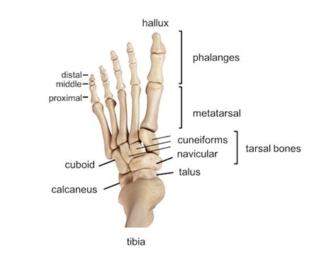 Ankle Foot Anatomy