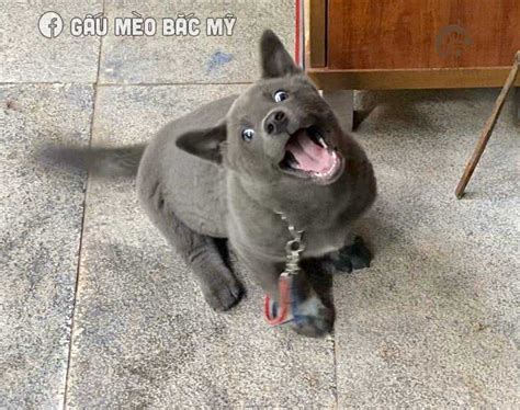 This Adorable Puppy Looks Like A Cat Dog Hybrid And People