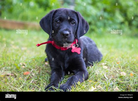 Black Goldador Puppy Labrador And Golden Retriever Cross Stock Photo