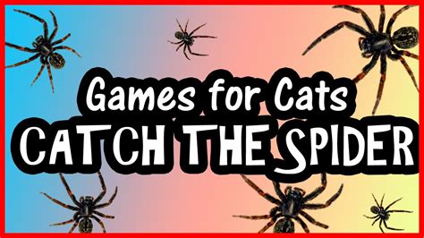 My cat has been attacked by a stray dog. Cat Games on Screen : Catch the Spider - Video for Cats ...