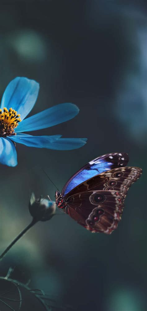 Download Dark Background Flowers And Butterflies Wallpaper