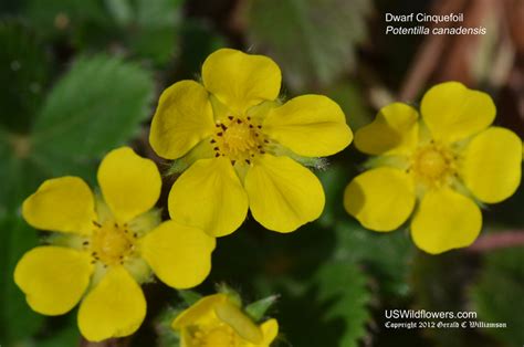Us Wildflowers Database Of Yellow Wildflowers For Maine