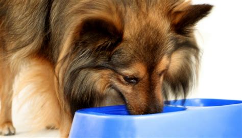 Includes detailed review and star rating for each recommendation. Best Dog Food for Shetland Sheepdogs: 8 Vet Recommended ...