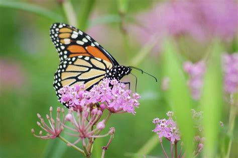 Monarch Butterflies In Midst Of Northern Migration