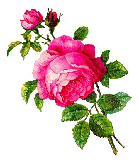 Digital Clipart Hand Drawn Flower Clipart Pink Rose Clip Art Floral