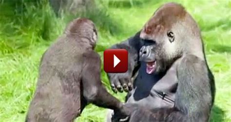 2 Gorilla Brothers Show Us How Amazing Godâ€ S Creation Truly Is Woah