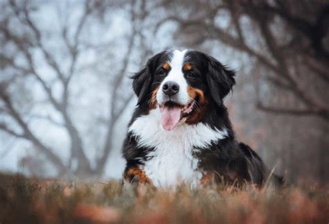 7 Large Dog Breeds That Are Calm