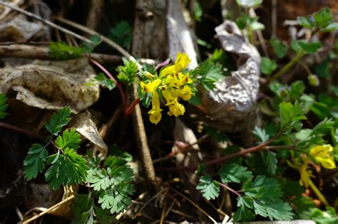 Corydalis Flavula Wildflowers Of The National Capital Region