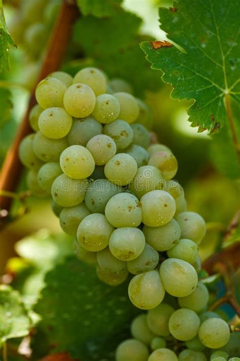 Ripening Grapes On The Vine Stock Photo Image Of Juicy Chardonnay