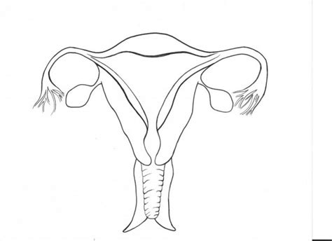 Male Reproductive System Unlabeled Diagram