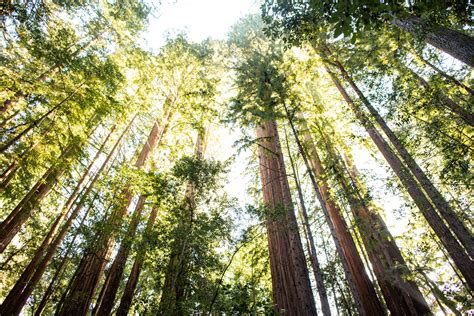 3 Of The Best San Francisco Bay Area Redwoods Campgrounds Save The