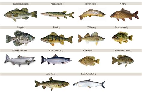 Types Of Fish In Lakes