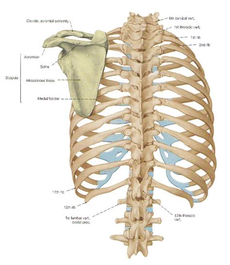 The Bones Of The Thorax The Rib Cage Anatomy Bones Body Anatomy Medical Anatomy