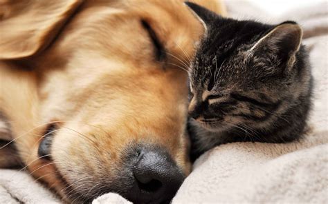 Cat And Dog Sleeping Wallpapers And Images Wallpapers
