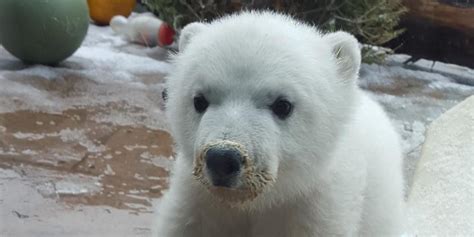 Toronto Zoo Names Polar Bear Cub Juno And Its Quite Fitting