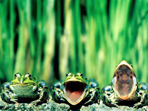 Funny Frogs Hd Wallpapers Wallpapers Pictures Images