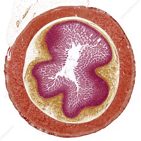Small Intestine Light Micrograph Stock Image P5200257 Science