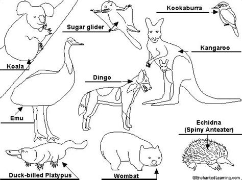 Australian Animals Colouring Pages At