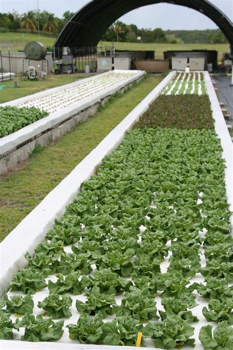 The farms use a fraction of the water. Aquaponic survival community ~ Easy Aquaponics