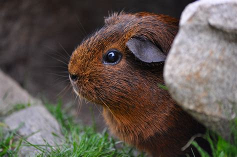 Free Images Nature Grass Rock Blur Cute Wildlife Fur Mammal