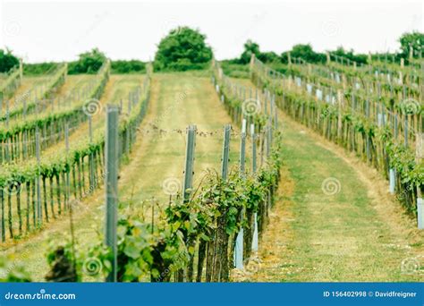 Vineyard Landscape Farming Travel And Gardening Concept Stock Photo