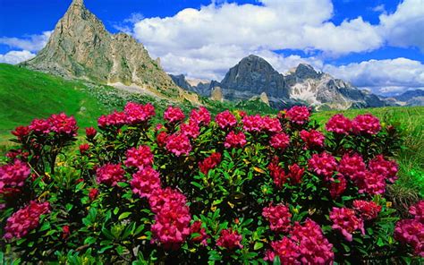 Fleurs De Montagne Roses Roses Et Vertes Prairies Avec De Lherbe