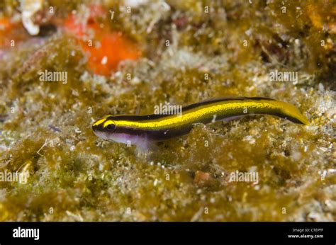 Cleaning Goby Fish Elacathinus Figaro Underwater Alcatrazes Island