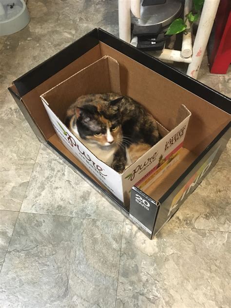 Double Strength Cat Trap Rcattrap