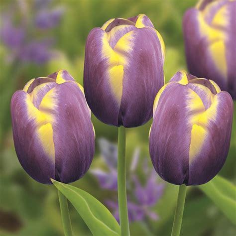 Buy Triumph Tulip Bulbs Tulipa Arabian Beauty Delivery By Waitrose