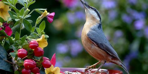 Comment Faire Venir Les Oiseaux Dans Mon Jardin