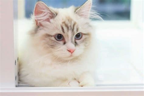 <br> <br>it's important to look at any advert with your eyes open and trust your gut feelings. How Much Does a Munchkin Cat Cost? Kitten Prices and Expenses