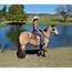 Dapple Buckskin Horse For Sale / Powder River Horses Blue Roan Hancock 