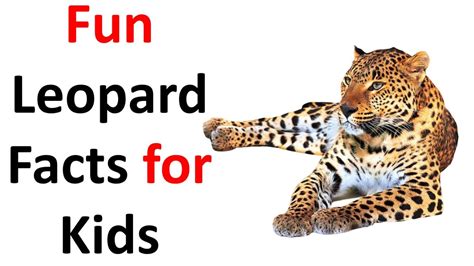 Fun Leopard Facts For Kids Youtube