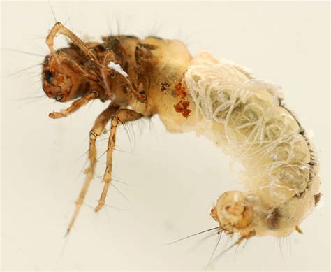 Northern Caddisfly Larva Limnephilus Bugguidenet