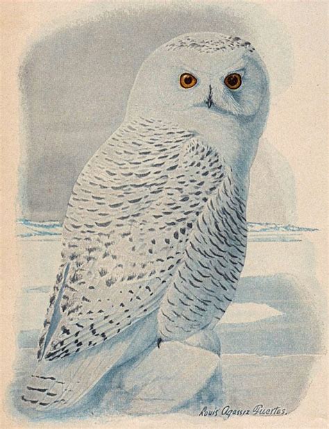 Free Clip Art Snowy Owl The Graphics Fairy