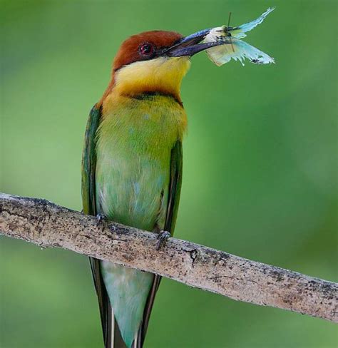 Chestnut Headed Bee Eater Photos Birds Of India Bird World