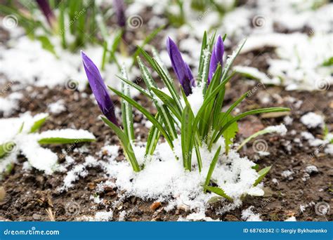 Purple Crocuses Under Snow Stock Photo Image Of Flower 68763342