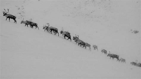 Caribou Migration Nature Images Caribou Spectacular Images