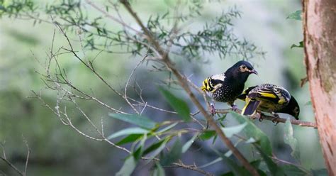 Regent Honeyeater Taronga Conservation Society Australia