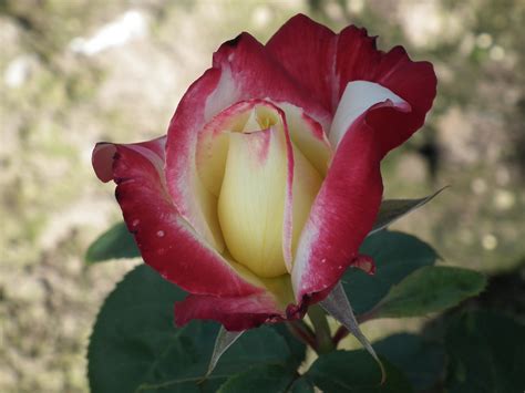 Double Delight Andeli Hybrid Tea — Parkside Nursery Rose Growers