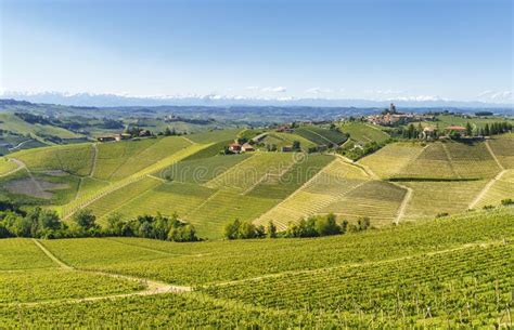 Vineyards Of Langhe Piedmont Italy Near Alba At May Stock Photo