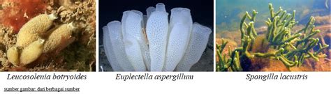 Ciri Ciri Porifera Struktur Contohnya
